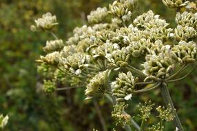 Blossom Bloom Umbel