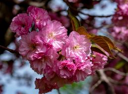 Tree Blooming Springtime