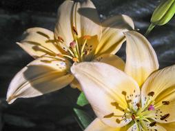 Lilies Asiatic Flower