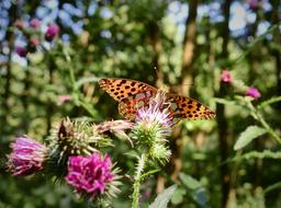 Butterfly Pollination Insect in garden