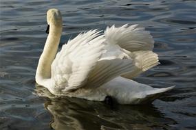 swan with beautiful wings