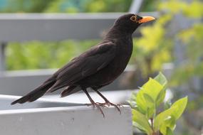 Blackbird Bird in the garden