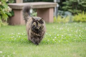 British Longhair Breed Cat walking on grass