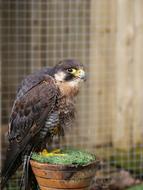 Peregrine Falcon Bird
