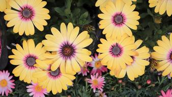 Chrysanthemum Yellow Flower