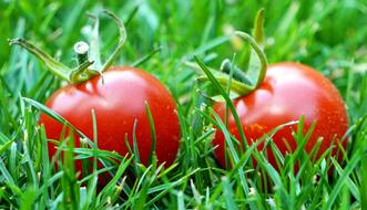 tasty tomatoes in the grass