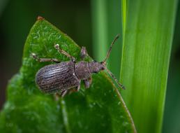 weevil, grey Beetle on leaf, macro