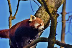 Brown Panda Bear