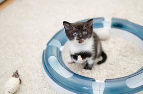 Cat Kitten Domestic