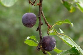 sweet plums from a branch