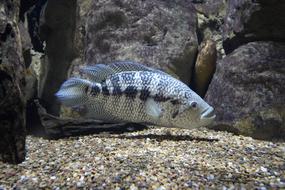 Freshwater Animal Fish