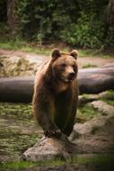 grizzly bear at the zoo