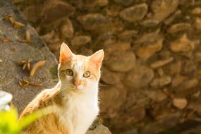 red cat on the background of a stone wall on the street
