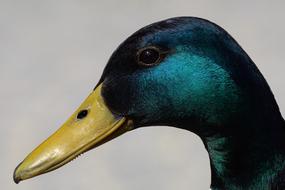 dark blue Bird Duck