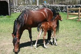 big horse with foal view