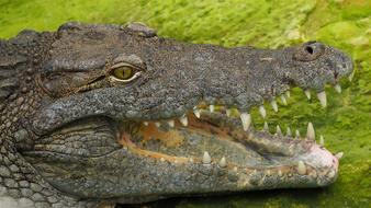 crocodile head with open jaws close up