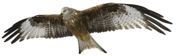 Red Kite Milan Fork bird