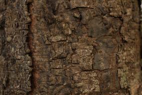 rough bark texture