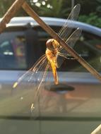 Dragonfly Insect Fence