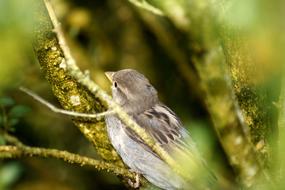 Bird Sparrow Feather
