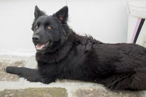 Canis Lupus Familiaris Canidae Pet