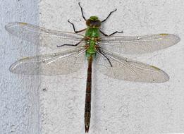 Dragonfly Insect Nature