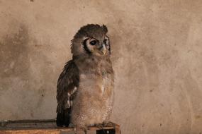 fluffy owl sits