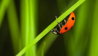 beetle on a blade of grass