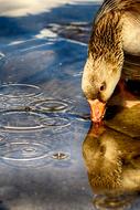 drinking goose from the lake