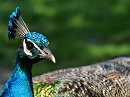 peacock with a beautiful crest