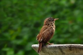 Animal Bird Songbird