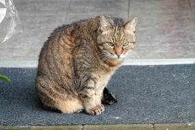 Domestic Cat animal photo