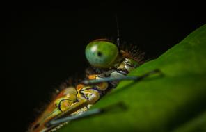insect with green eyes, close-up