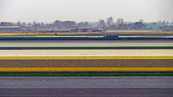 Field Tulips Travel