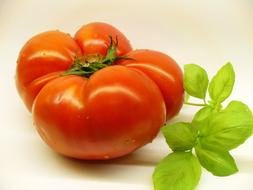 juicy tomato with greenery on a white background