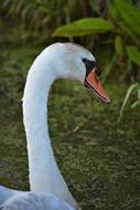 Swan Head Water Bird