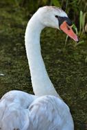 Swan Head Water Bird
