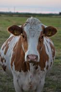 white Cow Animal