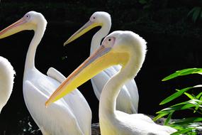 three white Pelicans close up