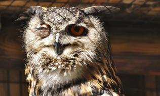 Eagle Owl Bird portrait