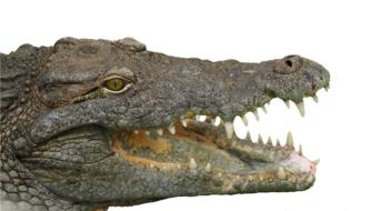 crocodile with sharp teeth on a white background