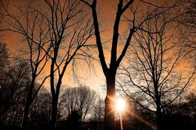 Sunset Forest Silhouette