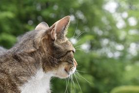 Cat Domestic Feline