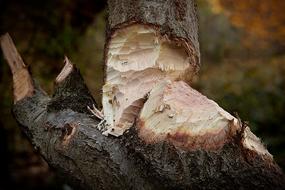 Trunk Gnaw Beaver