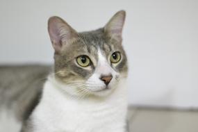 portrait of the Cute Cat Pet