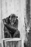 funny monkey sitting