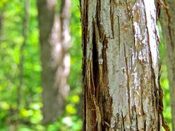 Bark Tree