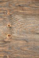 Tree Background Texture