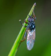 black Fly on Blade Of grass