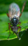 small Insect, black fly, Macro